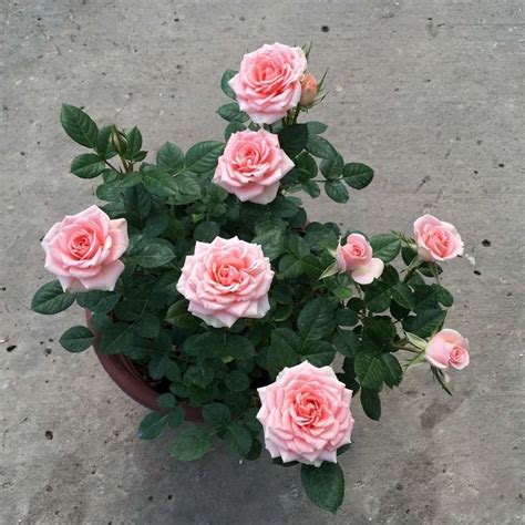 家裡種玫瑰花好嗎